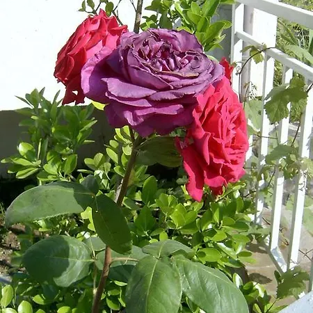 Lozite מלון סוזופול