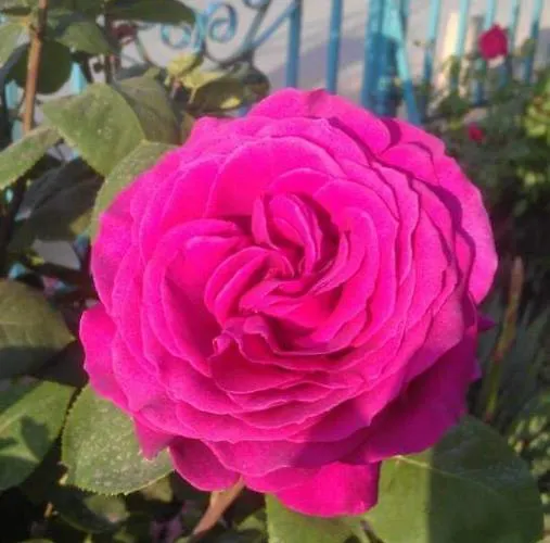 Lozite Отель Созополь