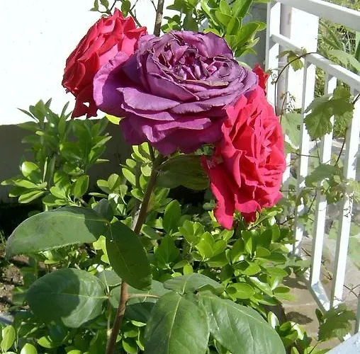 Lozite Отель Созополь